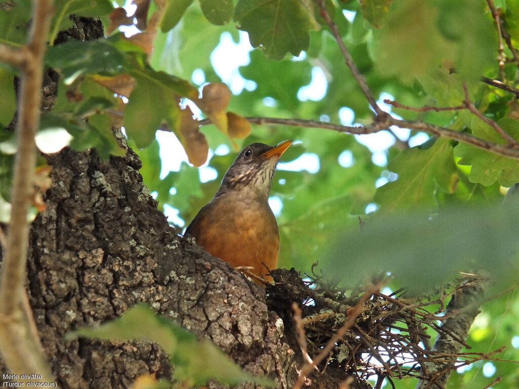 Olive Thrush