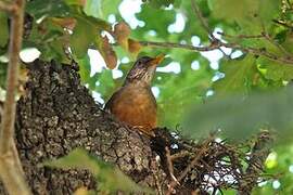 Olive Thrush