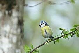 Eurasian Blue Tit