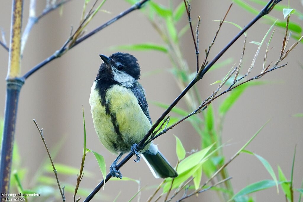 Mésange charbonnière