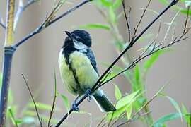 Great Tit