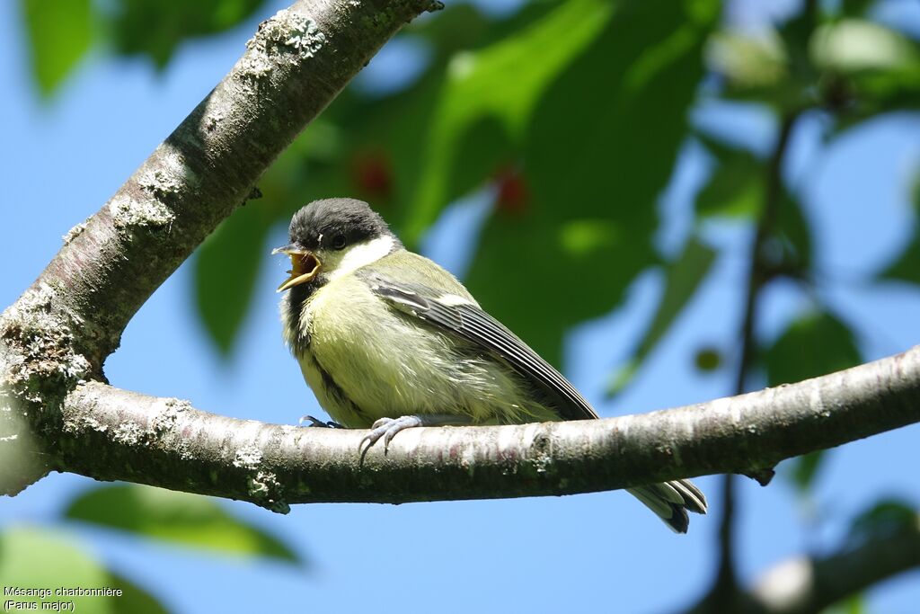 Great Tit