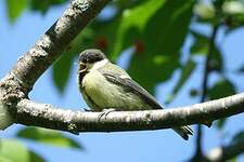 Mésange charbonnière