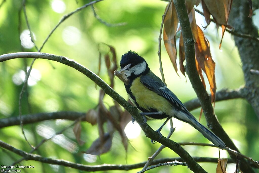 Mésange charbonnière