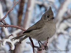 Juniper Titmouse