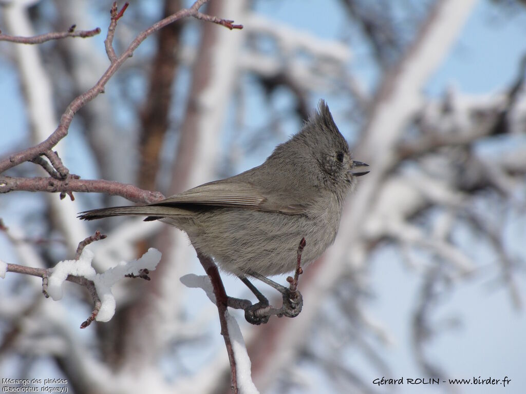 Juniper Titmouse