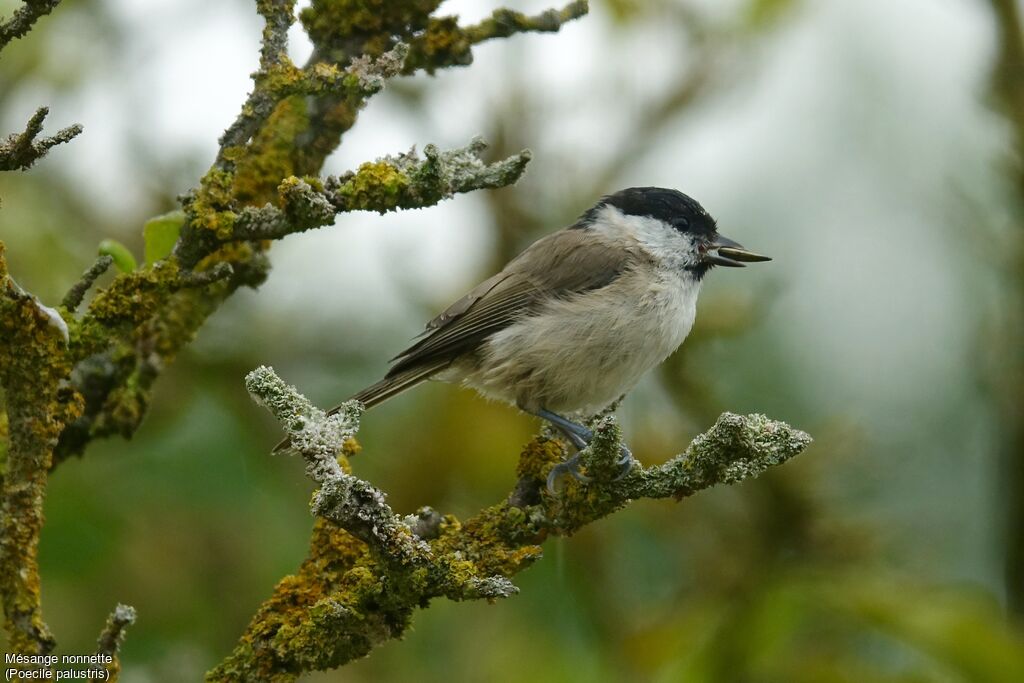 Mésange nonnette