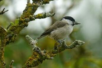 Mésange nonnette