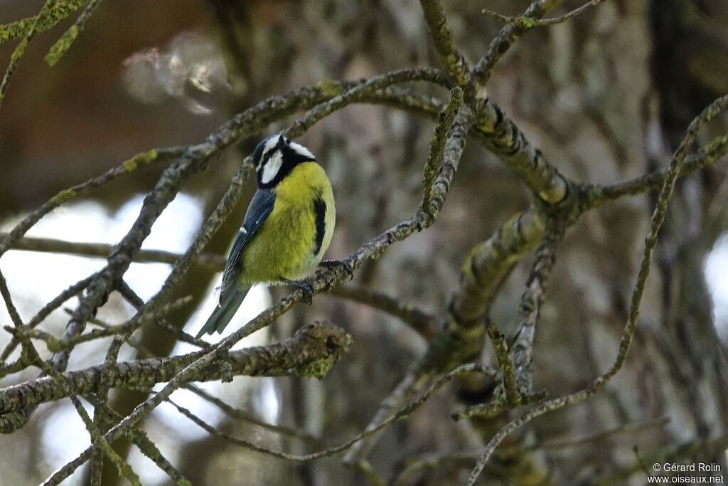 Mésange nord-africaine