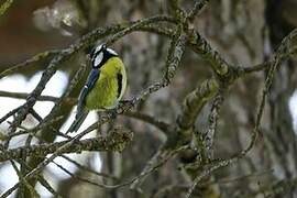 African Blue Tit