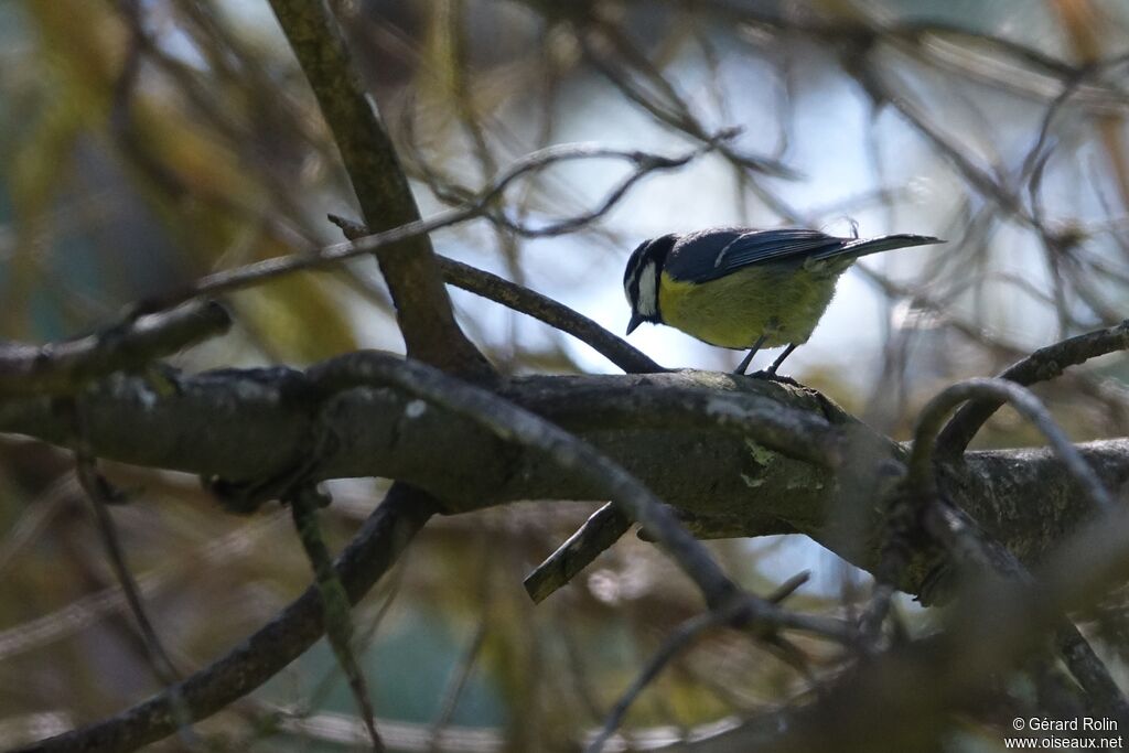 African Blue Tit