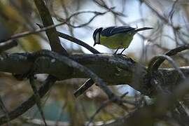 African Blue Tit