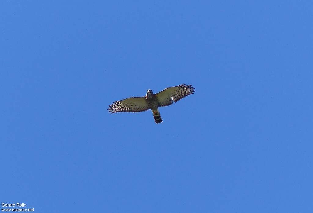 Double-toothed Kiteadult, pigmentation, Flight