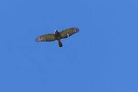 Double-toothed Kite