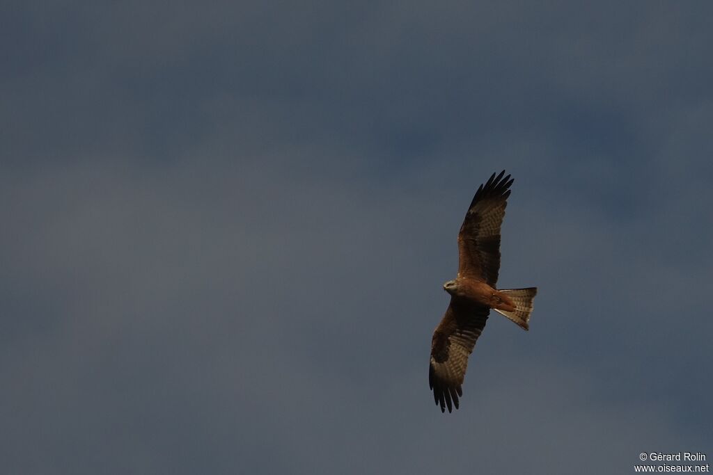 Black Kite