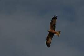 Black Kite