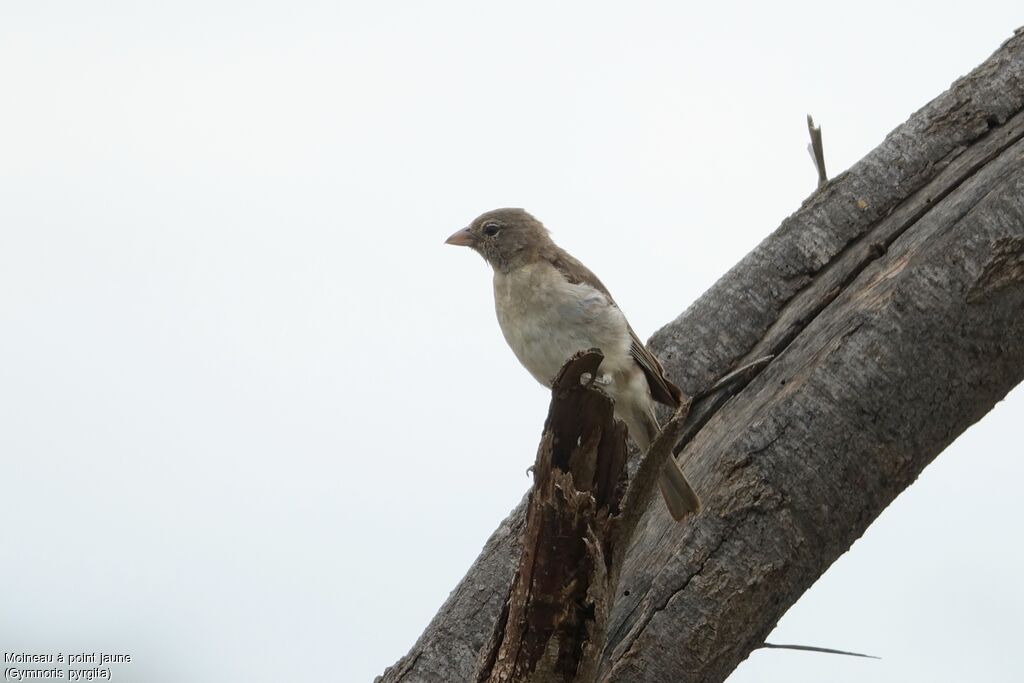 Yellow-spotted Bush Sparrow