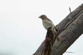 Yellow-spotted Bush Sparrow