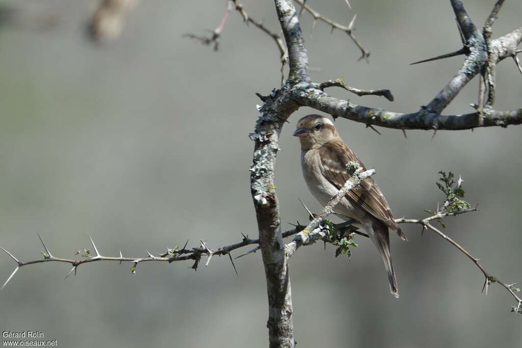 Yellow-throated Bush Sparrowadult, habitat, pigmentation