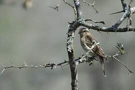 Yellow-throated Bush Sparrow