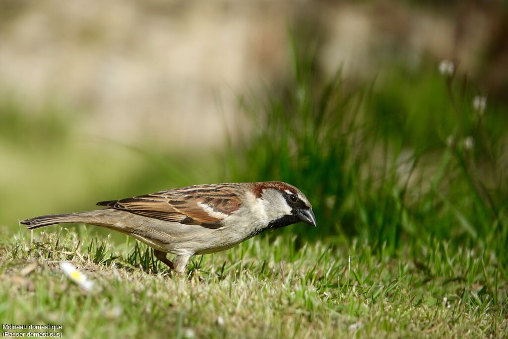 Moineau domestique mâle adulte nuptial