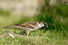 Moineau domestique