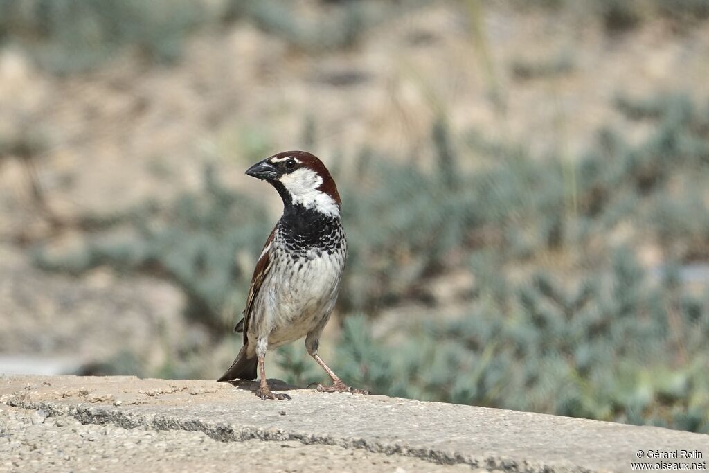 Spanish Sparrow male adult