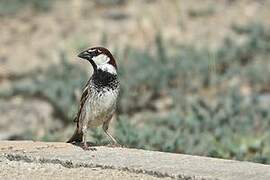 Spanish Sparrow