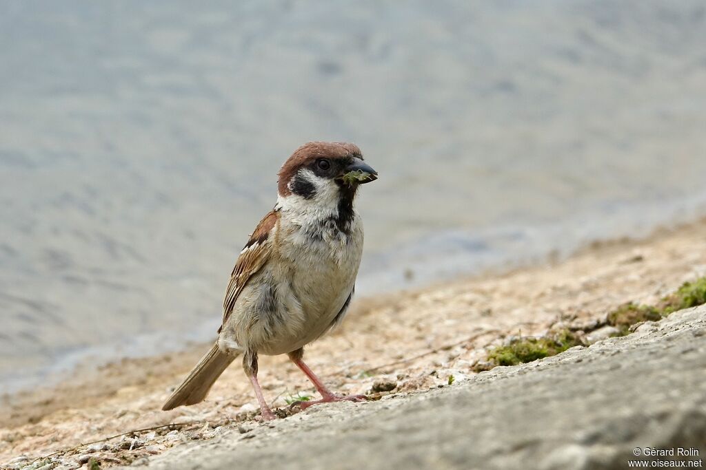 Eurasian Tree Sparrow