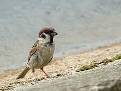 Eurasian Tree Sparrow