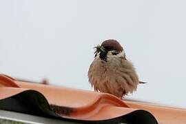 Eurasian Tree Sparrow