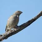 Moineau perroquet
