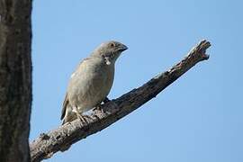 Parrot-billed Sparrow