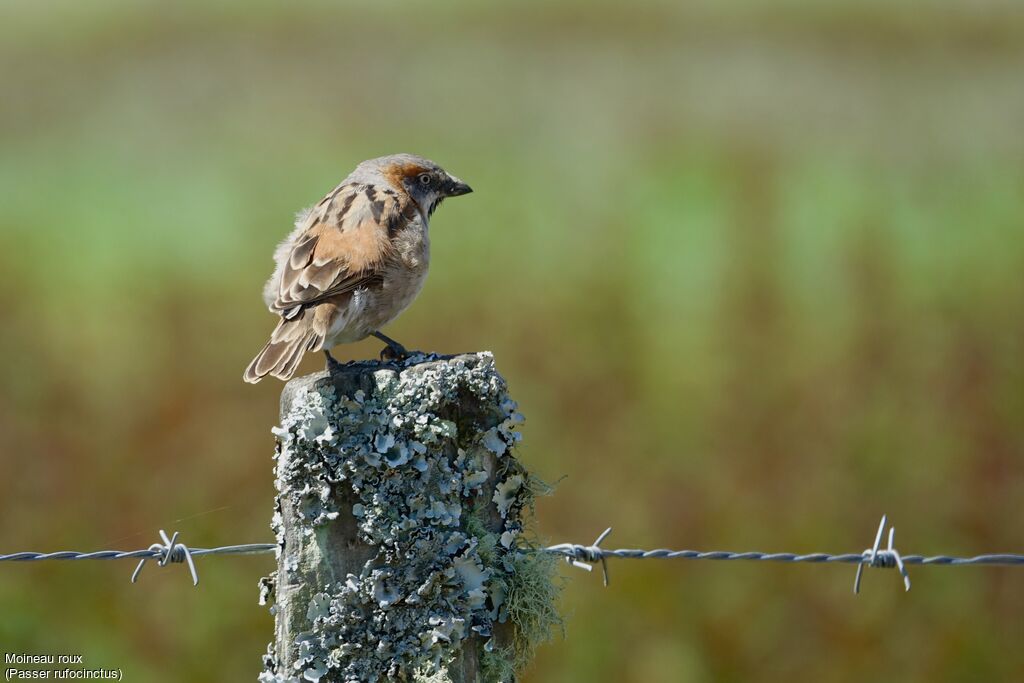 Moineau roux mâle