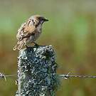 Moineau roux