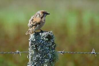 Moineau roux