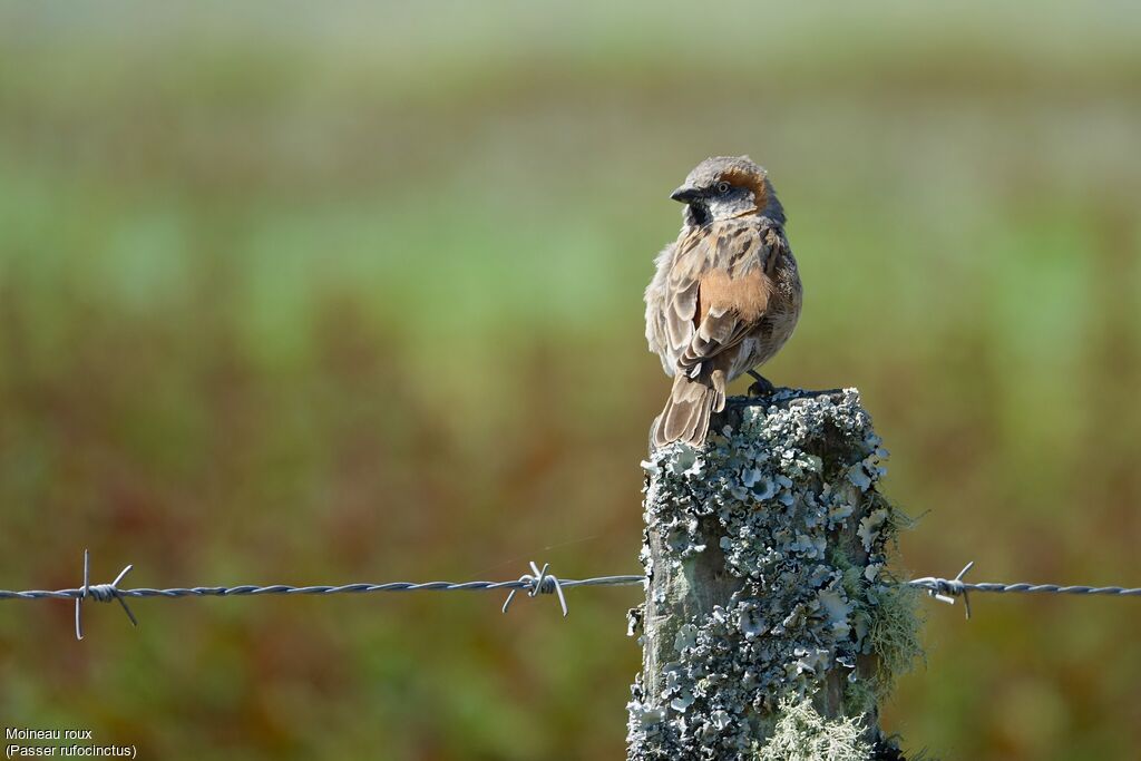 Kenya Sparrow