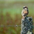 Moineau roux