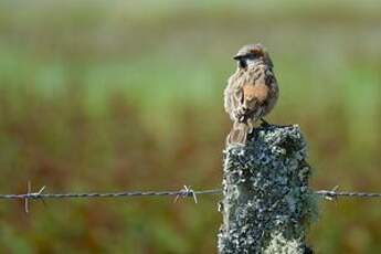 Moineau roux