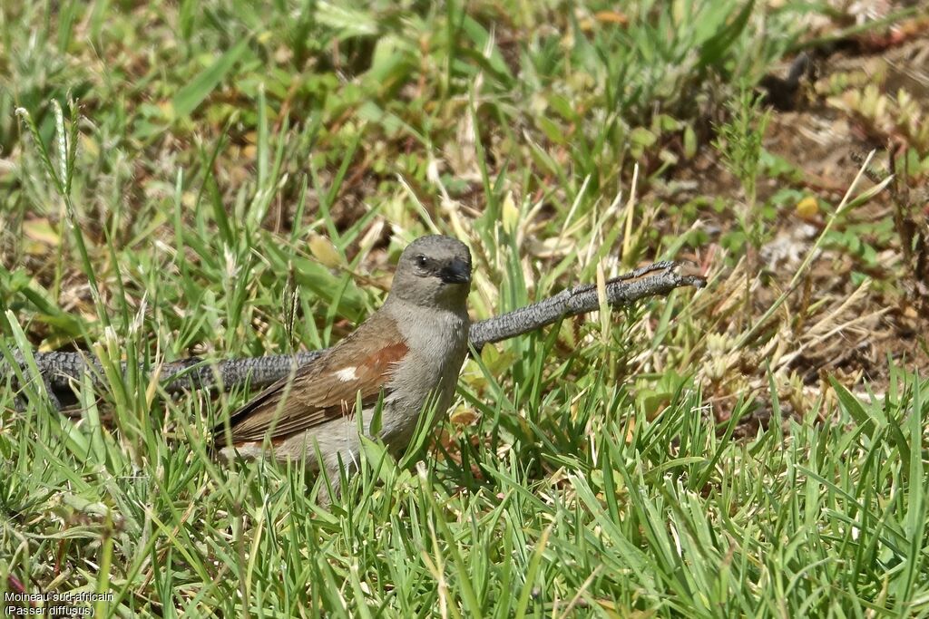 Southern Grey-headed Sparrow