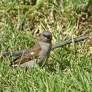 Moineau sud-africain