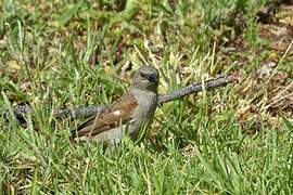 Southern Grey-headed Sparrow