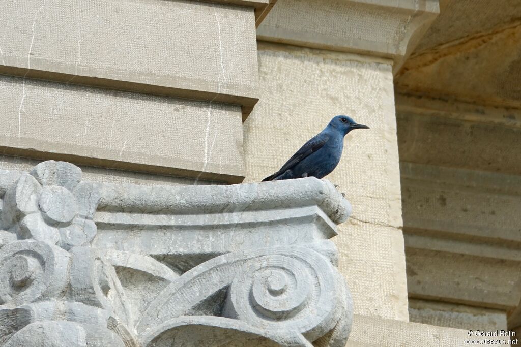 Blue Rock Thrush