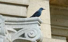 Blue Rock Thrush