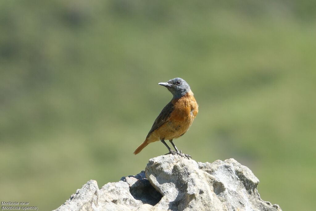 Cape Rock Thrush male