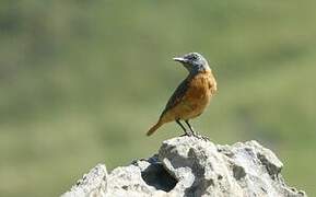 Cape Rock Thrush