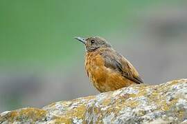 Cape Rock Thrush