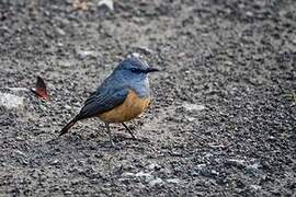 Little Rock Thrush