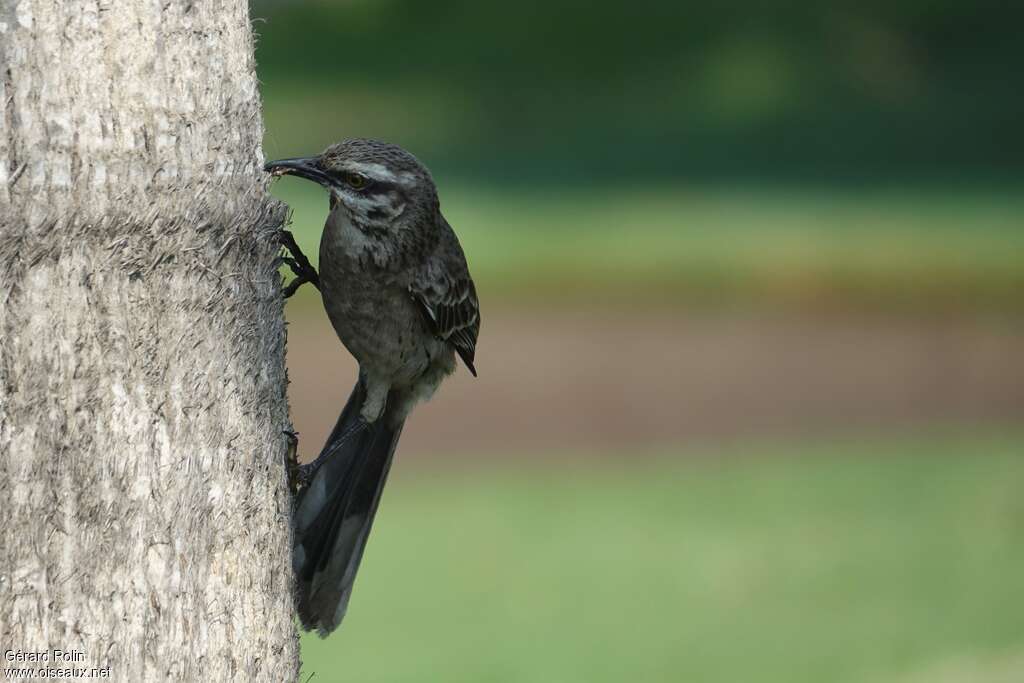 Long-tailed Mockingbirdadult, feeding habits