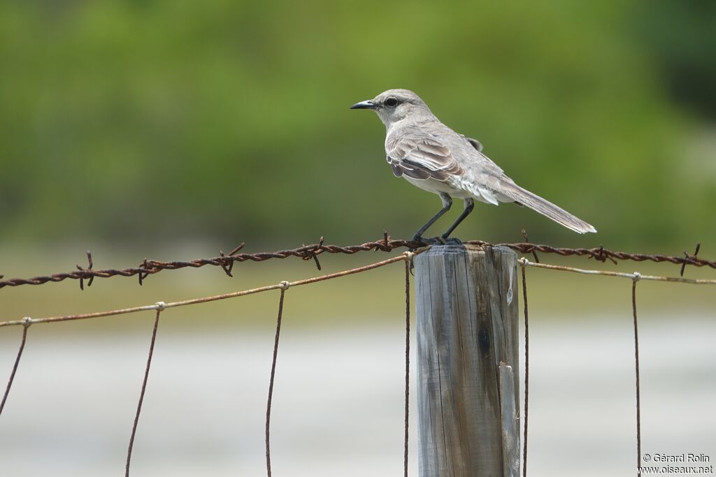 Tropical Mockingbird